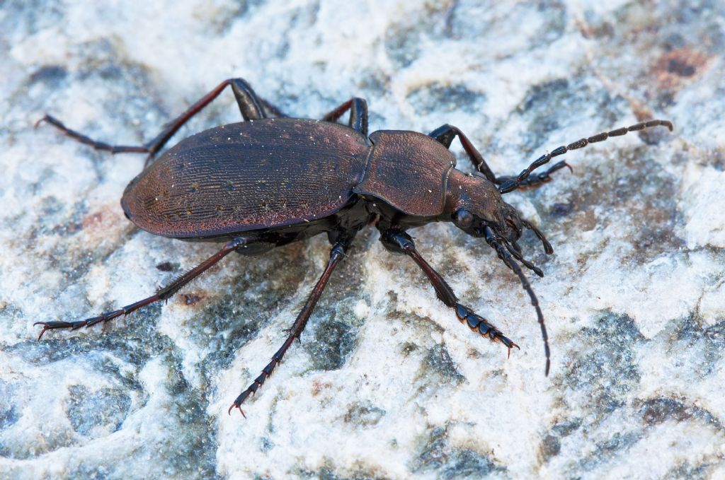 Carabus sylvestris